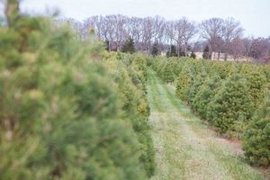 Visit Country Pines Tree Farm: Fresh Cut Trees! | The Conscious Farmer | Sustainable Agriculture for a Healthier Planet