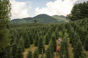 Get Festive: Christmas Tree Farm Photos &amp; Inspiration | The Conscious Farmer | Sustainable Agriculture for a Healthier Planet