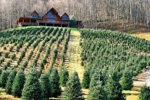 Find When Do Christmas Tree Farms Open Near You: [Year] Guide | The Conscious Farmer | Sustainable Agriculture for a Healthier Planet
