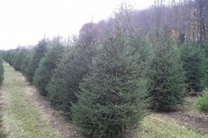 Visit Abels Tree Farm: Fresh Trees &amp; More! | The Conscious Farmer | Sustainable Agriculture for a Healthier Planet