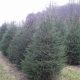 Visit Abels Tree Farm: Fresh Trees &amp; More! | The Conscious Farmer | Sustainable Agriculture for a Healthier Planet