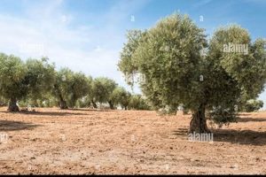 Growing Gold: Farming Olive Trees for Profit & Quality | The Conscious Farmer | Sustainable Agriculture for a Healthier Planet