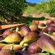 Growing Figs: The Complete Fig Tree Farm Guide | The Conscious Farmer | Sustainable Agriculture for a Healthier Planet