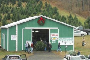 Visit Battenfeld Christmas Tree Farm: Your Perfect Holiday Tree! | The Conscious Farmer | Sustainable Agriculture for a Healthier Planet