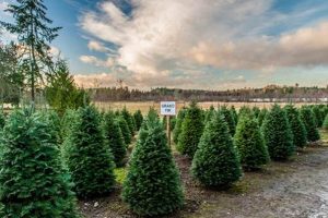 Find Your Perfect You Cut Christmas Tree Farm Near You + Tips | The Conscious Farmer | Sustainable Agriculture for a Healthier Planet