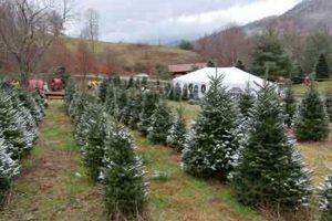 Visit Boyd Mountain Christmas Tree Farm: A Holiday Tradition! | The Conscious Farmer | Sustainable Agriculture for a Healthier Planet