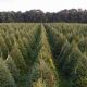 Find Your Perfect Christmas Tree Farms Near York PA! | The Conscious Farmer | Sustainable Agriculture for a Healthier Planet