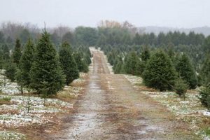 Grow with Spring Valley Tree Farm: Your Local Experts! | The Conscious Farmer | Sustainable Agriculture for a Healthier Planet