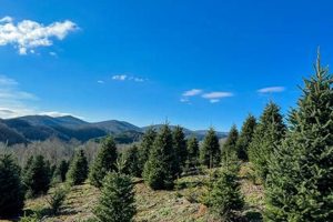 Visit Awe-Inspiring Panoramic Christmas Tree Farm For the Holidays! | The Conscious Farmer | Sustainable Agriculture for a Healthier Planet