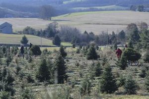 Visit Beck Christmas Tree Farm: Holiday Tradition! | The Conscious Farmer | Sustainable Agriculture for a Healthier Planet