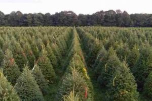 Find Your Perfect Christmas Tree Farm in York, PA | [Year] | The Conscious Farmer | Sustainable Agriculture for a Healthier Planet