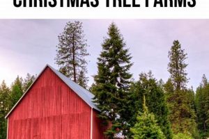 Best Christmas Tree Farm Near Richmond VA: Your Guide! | The Conscious Farmer | Sustainable Agriculture for a Healthier Planet