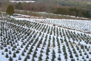 CT Christmas Tree Farms: Your Local Holiday Tree Guide | The Conscious Farmer | Sustainable Agriculture for a Healthier Planet