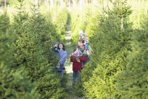 Best Christmas Traditions Tree Farm: A Holiday Guide | The Conscious Farmer | Sustainable Agriculture for a Healthier Planet