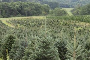 Visit Pleasant Valley Tree Farm Near You: [Year] Guide | The Conscious Farmer | Sustainable Agriculture for a Healthier Planet
