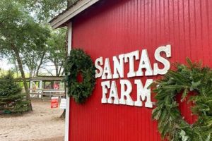 Eustis Christmas Tree Farm: Fresh Trees &amp; More! | The Conscious Farmer | Sustainable Agriculture for a Healthier Planet