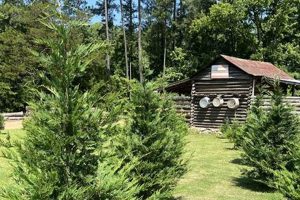 SC Tree Farms: Your Guide to South Carolina Timber | The Conscious Farmer | Sustainable Agriculture for a Healthier Planet