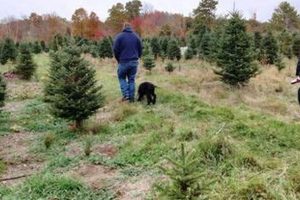 Best Fraser Tree Farm: Cut Your Own & More! | The Conscious Farmer | Sustainable Agriculture for a Healthier Planet