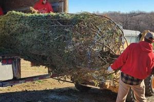 Visit Bierman's Christmas Tree Farm: Fresh Trees &amp; Fun! | The Conscious Farmer | Sustainable Agriculture for a Healthier Planet