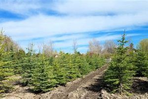 Utah Christmas Tree Farms: Find Your Perfect Tree! | The Conscious Farmer | Sustainable Agriculture for a Healthier Planet