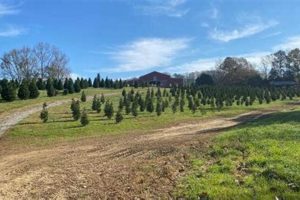 Visit Raulston Acres Christmas Tree Farm: Holiday Fun! | The Conscious Farmer | Sustainable Agriculture for a Healthier Planet