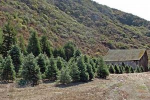 Visit Half Moon Bay Xmas Tree Farm: A Coastal Holiday! | The Conscious Farmer | Sustainable Agriculture for a Healthier Planet