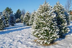 Find Your Perfect Christmas Tree Farm Trees This Year! | The Conscious Farmer | Sustainable Agriculture for a Healthier Planet