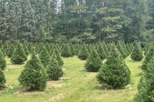 Discover Coker Tree Farm Near You: Your Local Experts | The Conscious Farmer | Sustainable Agriculture for a Healthier Planet