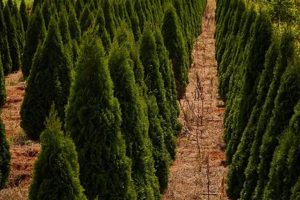 Visit Bryan Wagoner Tree Farm: Your Local Tree Experts! | The Conscious Farmer | Sustainable Agriculture for a Healthier Planet