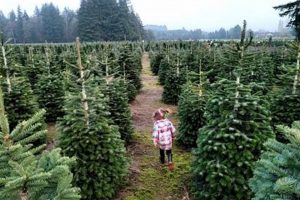 Visit Christmas Valley Tree Farm: Your Holiday Start! | The Conscious Farmer | Sustainable Agriculture for a Healthier Planet
