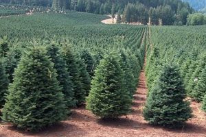 Buy a Business: Christmas Tree Farms for Sale Near You | The Conscious Farmer | Sustainable Agriculture for a Healthier Planet
