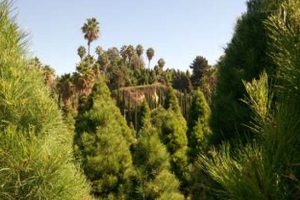 Visit Richfield Pines Christmas Tree Farm: Your Holiday Tradition! | The Conscious Farmer | Sustainable Agriculture for a Healthier Planet