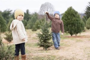 Omaha Christmas Tree Farms: Fresh & Local Trees | The Conscious Farmer | Sustainable Agriculture for a Healthier Planet