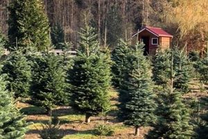 Snohomish Christmas Tree Farm Guide: Find Your Perfect Tree! | The Conscious Farmer | Sustainable Agriculture for a Healthier Planet