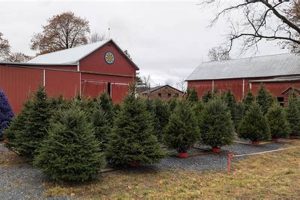 Visit Beck's Tree Farm: Your [Location] Christmas Tree Source! | The Conscious Farmer | Sustainable Agriculture for a Healthier Planet