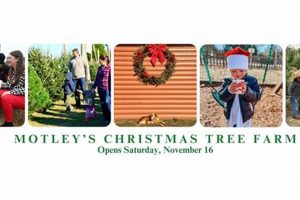 Discover Motley's Tree Farm: [Your City] Holiday Magic! | The Conscious Farmer | Sustainable Agriculture for a Healthier Planet