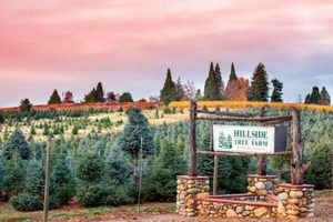 Grow a Better Hillside Tree Farm: Tips & Tricks | The Conscious Farmer | Sustainable Agriculture for a Healthier Planet