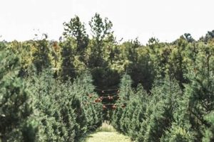Visit Pinewood Christmas Tree Farm: Your Holiday Starts Here! | The Conscious Farmer | Sustainable Agriculture for a Healthier Planet