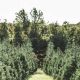 Visit Pinewood Christmas Tree Farm: Your Holiday Starts Here! | The Conscious Farmer | Sustainable Agriculture for a Healthier Planet