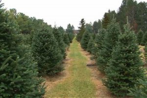 Visit Green Bluff Tree Farm: Fresh Trees &amp; Fun! | The Conscious Farmer | Sustainable Agriculture for a Healthier Planet