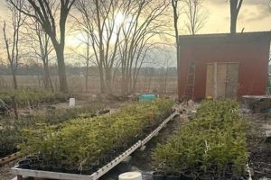 Visit Pioneer Tree Farm Poland, OH: Your Local Source | The Conscious Farmer | Sustainable Agriculture for a Healthier Planet