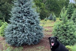 Your Local Hess Tree Farm: Quality Trees & More! | The Conscious Farmer | Sustainable Agriculture for a Healthier Planet