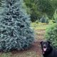 Your Local Hess Tree Farm: Quality Trees & More! | The Conscious Farmer | Sustainable Agriculture for a Healthier Planet