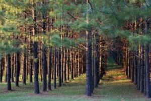 Your Dream Pine Tree Farm: Find & Grow Yours! | The Conscious Farmer | Sustainable Agriculture for a Healthier Planet