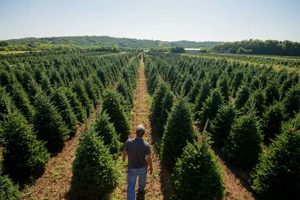 Best Tree Farm Photos: History &amp; More! | The Conscious Farmer | Sustainable Agriculture for a Healthier Planet
