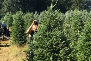 Visit Storeyland Christmas Tree Farm: Cut Your Own Tradition! | The Conscious Farmer | Sustainable Agriculture for a Healthier Planet