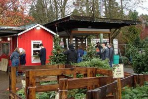 Guide to Hunter Tree Farm Lot for Christmas & More! | The Conscious Farmer | Sustainable Agriculture for a Healthier Planet