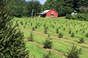 Guide: Starting a Christmas Tree Farm Business Tips | The Conscious Farmer | Sustainable Agriculture for a Healthier Planet