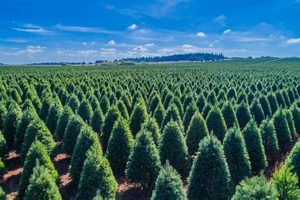 Find Your Perfect Tree: Christmas Tree Farms near Oregon City, OR | The Conscious Farmer | Sustainable Agriculture for a Healthier Planet