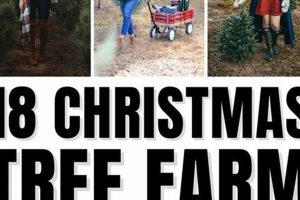 Festive Fun: Christmas Tree Farm Outfit Ideas & Style Tips | The Conscious Farmer | Sustainable Agriculture for a Healthier Planet